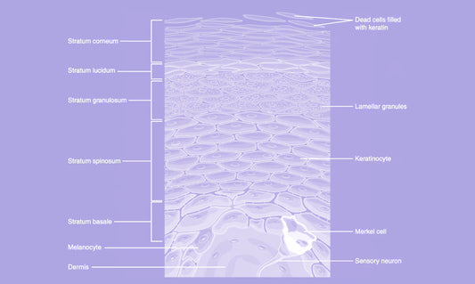 Inside the Stratum Corneum: The Layer That Holds All the Secrets