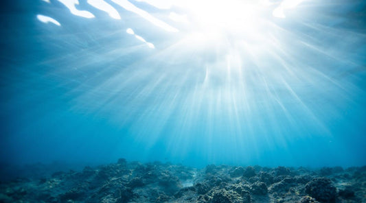 Spotlight on Marine Ingredients: The Future of Natural Skincare?