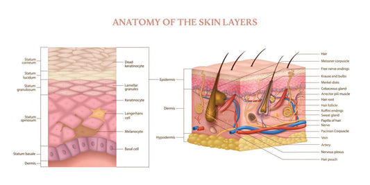 The Science of Skin: What Your Routine Might Be Missing