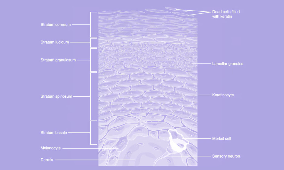 Inside the Stratum Corneum: The Layer That Holds All the Secrets